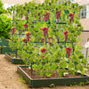 Garden Trellis for Climbing Vines, Outdoor Tomato & Cumber Trellis with A-Frame Support