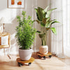 Lucktree 2 Pcs and 4 Pcs Plant Caddy with Wheels with 360° Lockable Casters