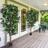 4/5.5/6FT FICUS Silk Leaf Artificial Tree - LucktreeUS