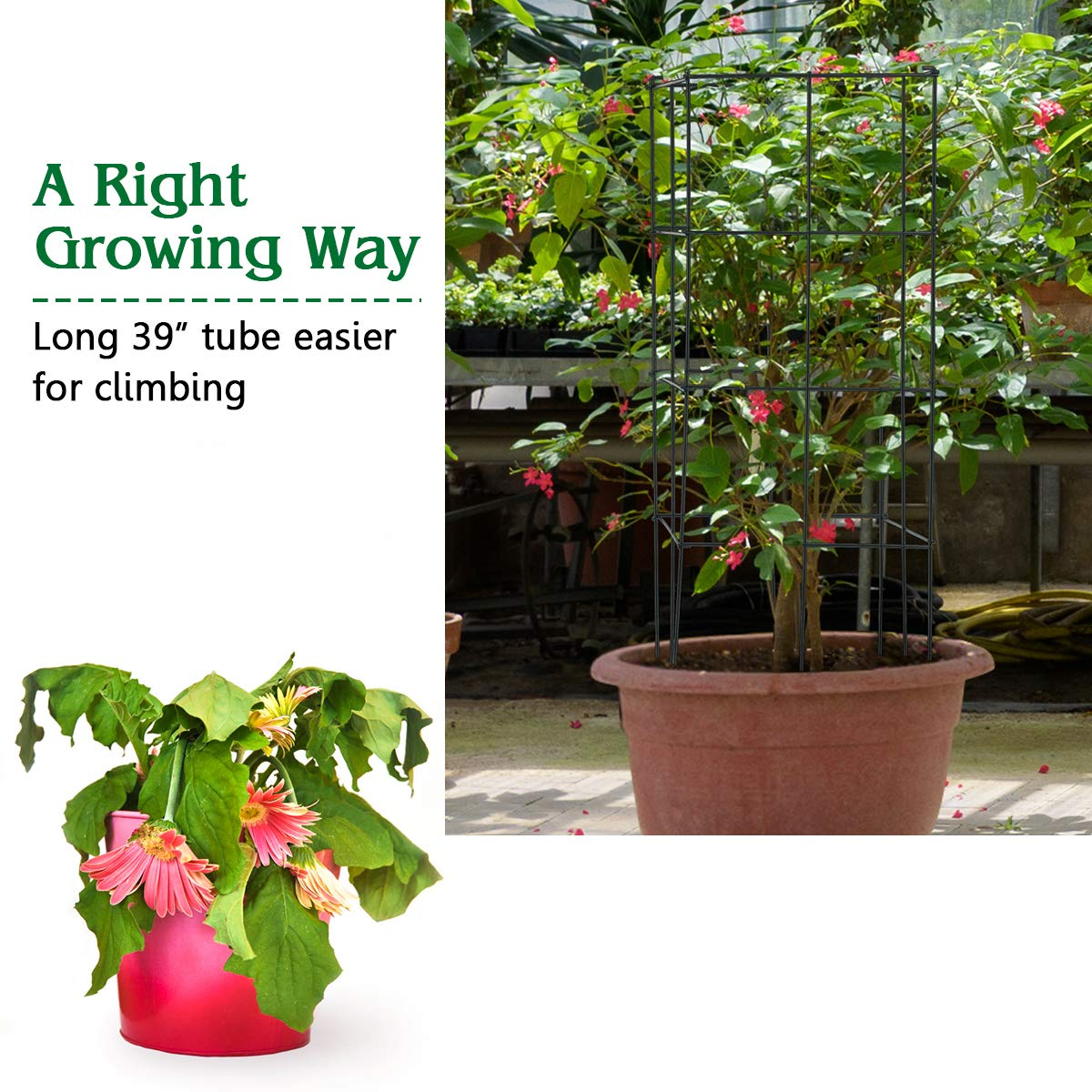 Lucktree Pack of 4 Plant Cage Support, Tomato Stakes and Cages (16''Lx 16''Wx 39''H (4 Pieces))