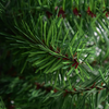 Lucktree Christmas Tree Tabletop Artificial PVC Green Spruce Tree in Burlap Base - LucktreeUS