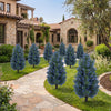 Lucktree 2 Pack Artificial Lavender/Cypress Topiary Trees with Ground Spikes