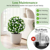 Lucktree 2 Pack Artificial Eucalyptus Topiary Ball Trees w/Flowers & Cement Filled Planter