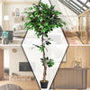 4/5.5/6FT FICUS Silk Leaf Artificial Tree - LucktreeUS
