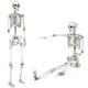 Lucktree 5.4 FT Halloween Life Size Skeleton