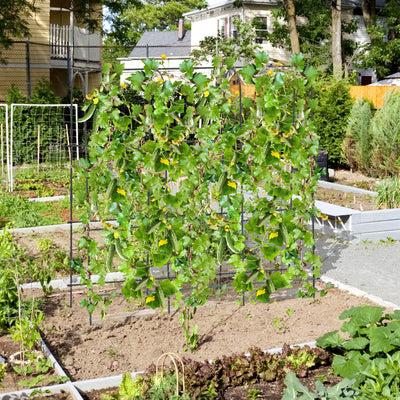 Lucktree Garden Arched Trellis for Climbing Plants, 71” x 71” U-Shaped Tall Cucumber Trellis for Raised Garden Bed