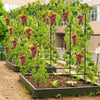 Lucktree Cucumber Trellis, Trellis for Climbing Plants Outdoor