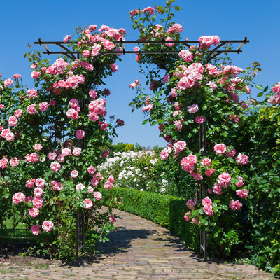 Lucktree Garden Arch Trellis, Wedding Arbor for Ceremony Party, 79''W x 81''H, Metal Garden Arbor for Climbing Plants Rose