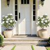 Lucktree 31.5” 2 Pack Artificial Rose Flower Trees with Spikes & 18 White Flowers
