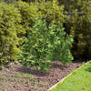 Lucktree 4 Panels Cucumber Trellis A-Frame Garden Trellis for Plant Climbing